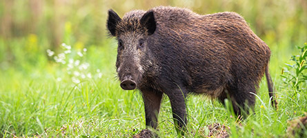 Ein Wildschwein auf einer Waldlichtung