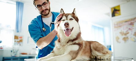 Ein Tierarzt behandelt einen Husky