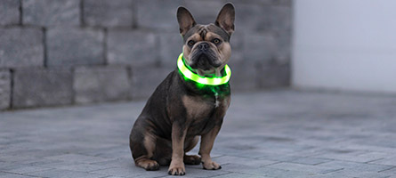 Dog with an illuminated collar in the dark