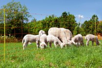 Sheep Netting ClassicNet